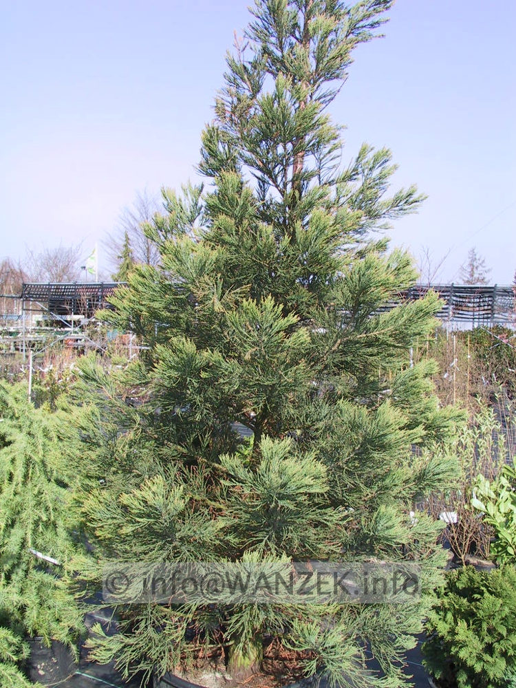 Sequoiadendron giganteum.JPG